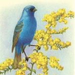 Wildlife - Bird - Vintage Bird 01 Drink Holder